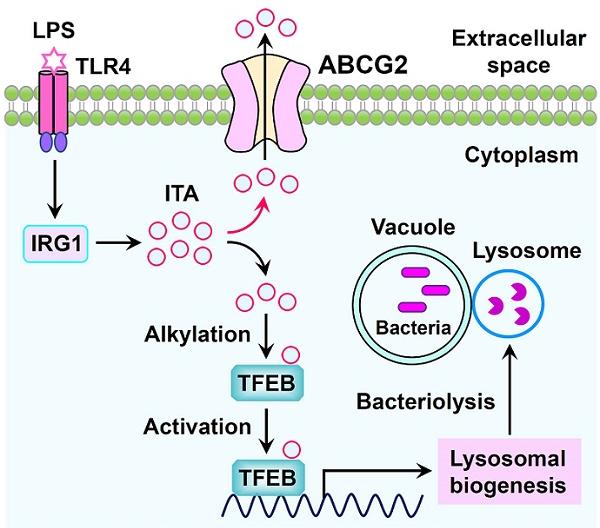 研究揭示轉(zhuǎn)運蛋白ABCG2通過外排衣康酸抑制巨噬細胞抗菌天然免疫