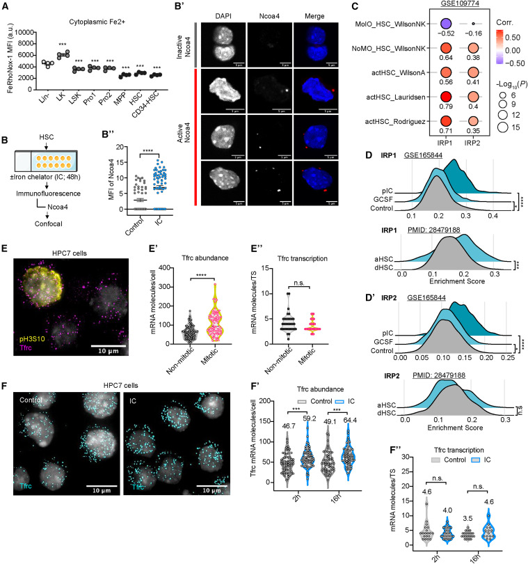 Cell Stem Cell：鐵流變器控制造血干細(xì)胞的命運