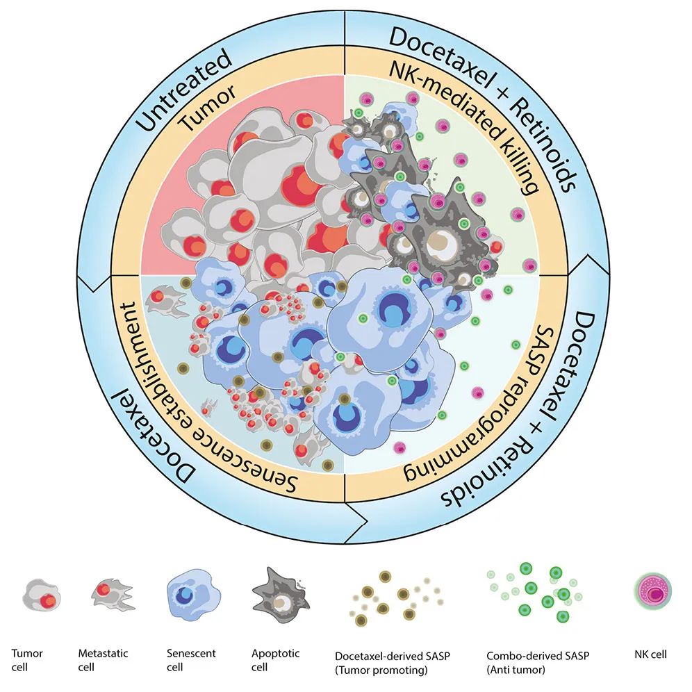 Cancer Cell：激活維A酸受體，可重編程衰老反應(yīng)，增強(qiáng)NK細(xì)胞抗腫瘤活性